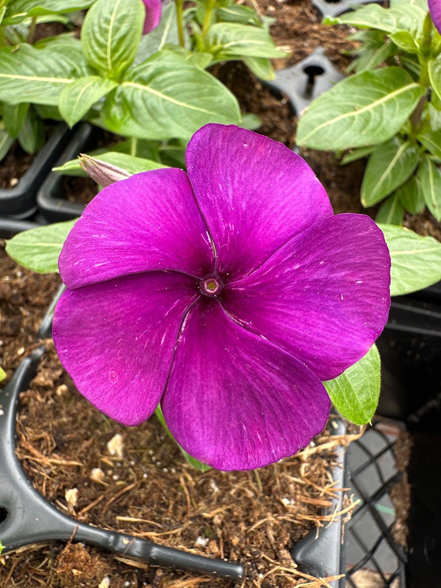 PERIWINKLE VINCA TATTOO BLUEBERRY - JUMBO 6 PACK