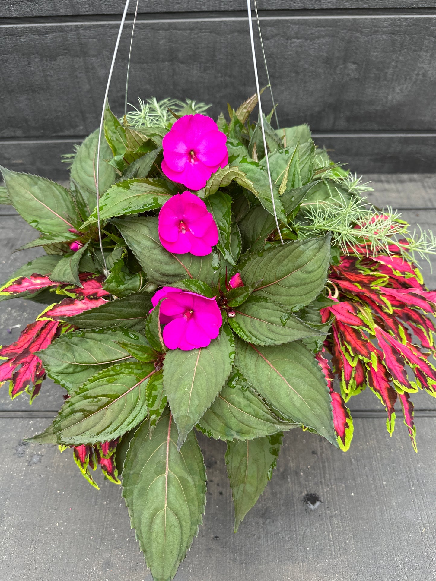 BASKET #39 - 12'' HANGING BASKET