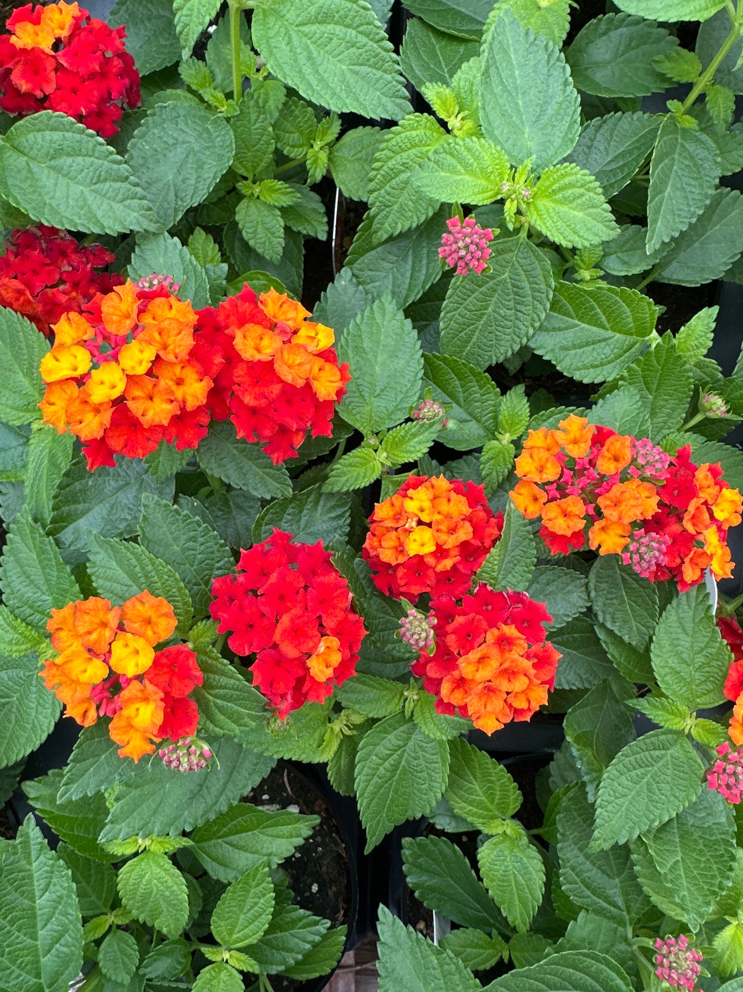 LANTANA BANDELERO RED - 4" POT