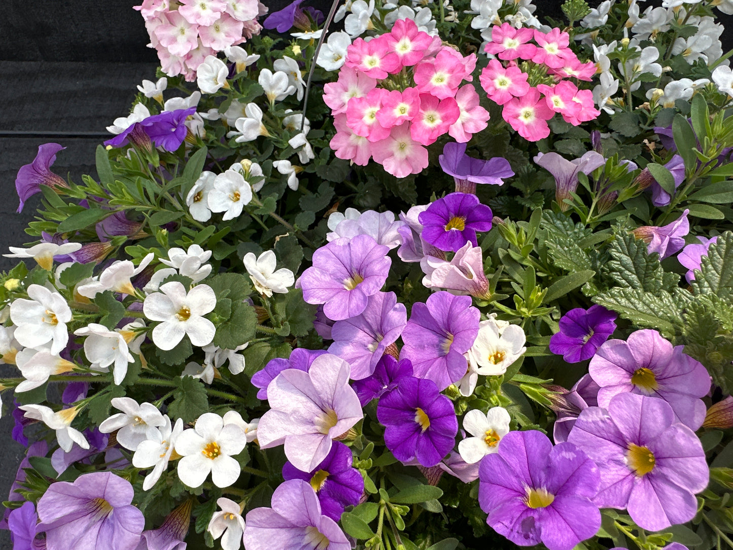 COMBO BLUEBERRY PARFAIT - 10" HANGING BASKET