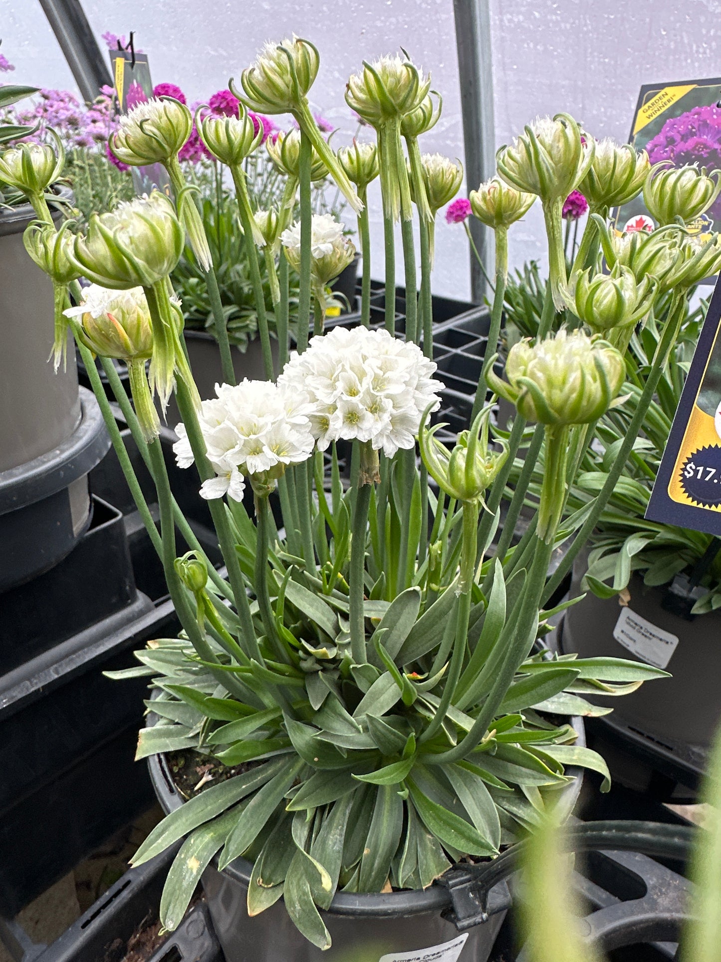 Armeria Dreameria®  'Dream Clouds'