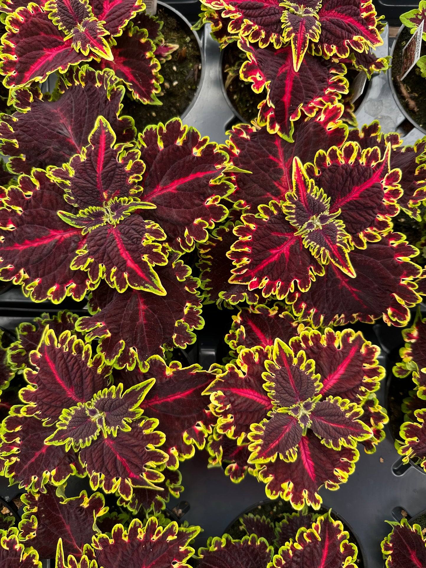 COLEUS TERRASCAPE QUEEN - 4'' POT