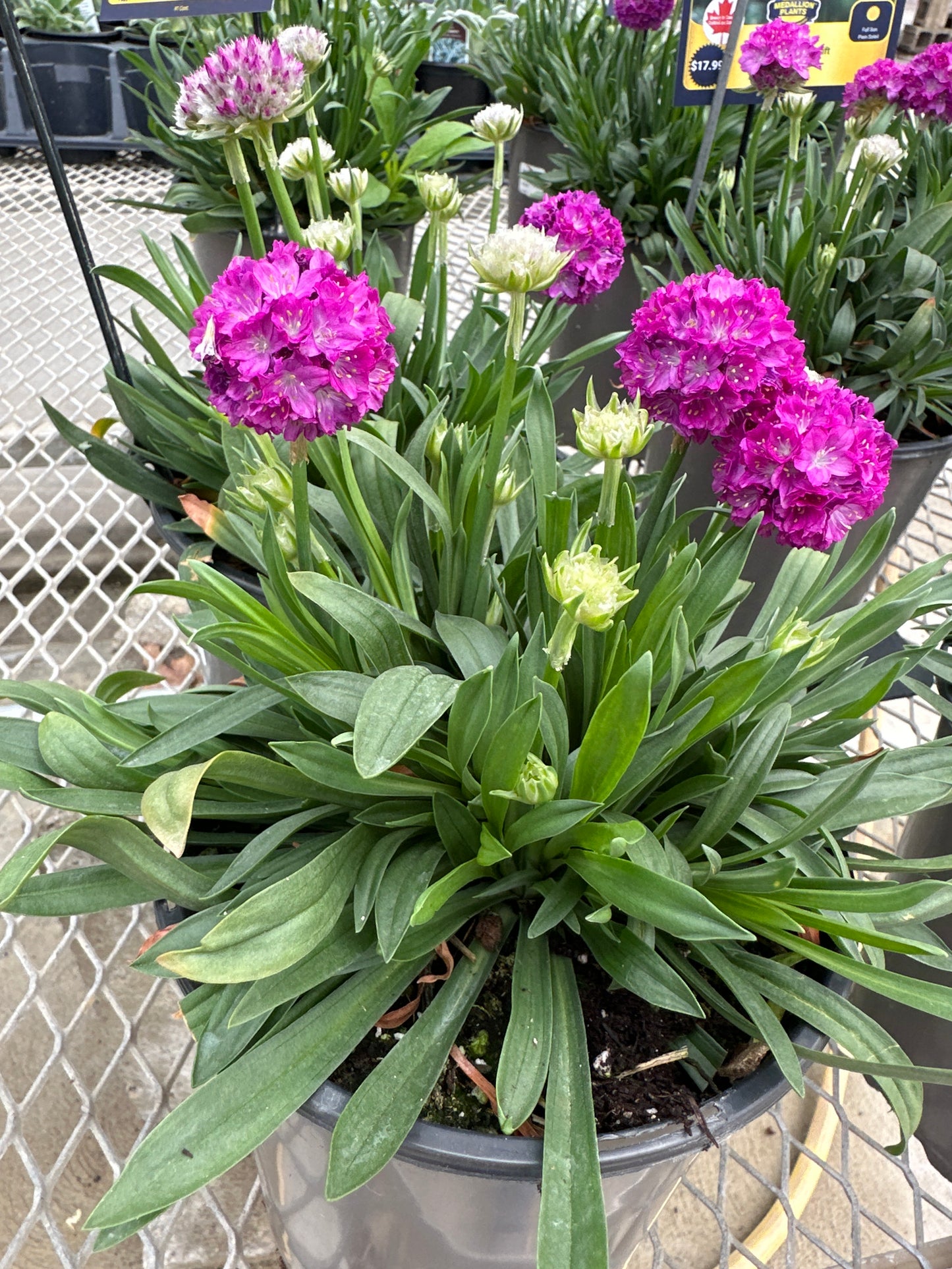 Armeria Dreameria™ 'Vivid Dream'