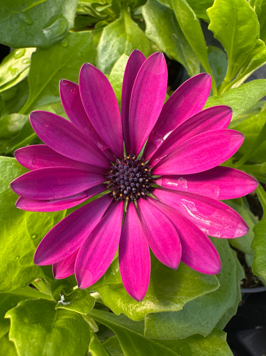 OSTEOSPERMUM SERENITY DARK PURPLE - 4'' POT