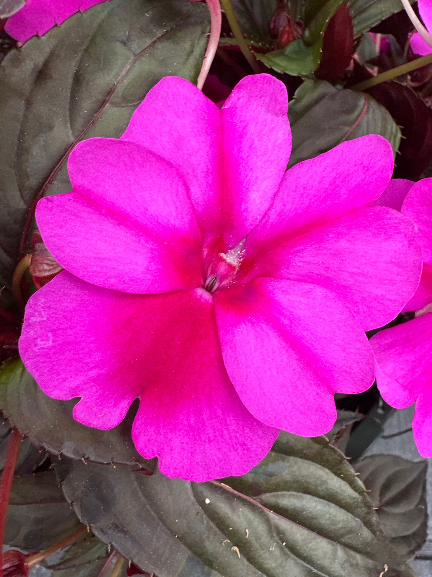 SUNPATIENS COMPACT PURPLE CANDY - 10" HANGING BASKET