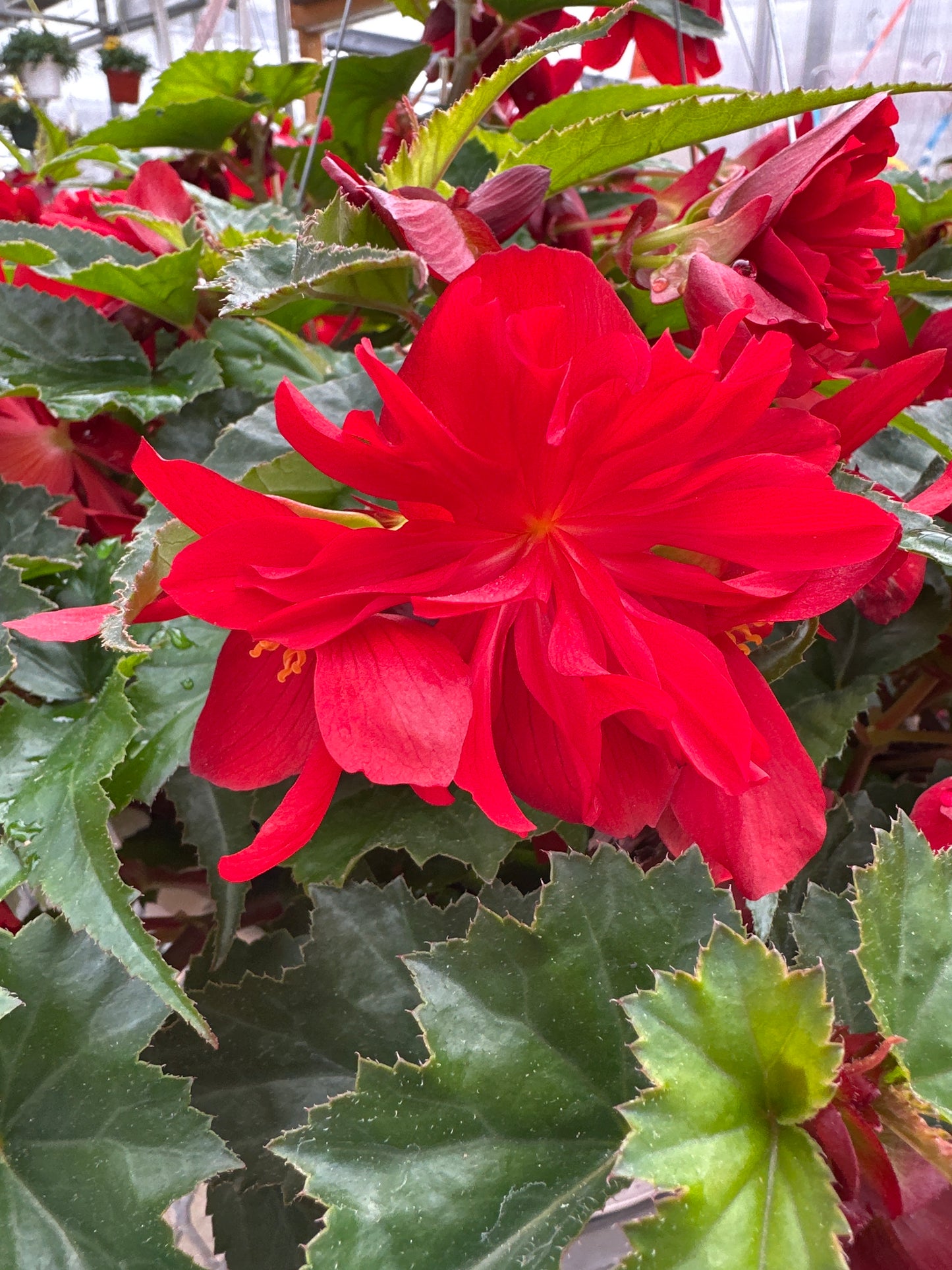 BEGONIA FUNKY RED - 10'' HANGING BASKET
