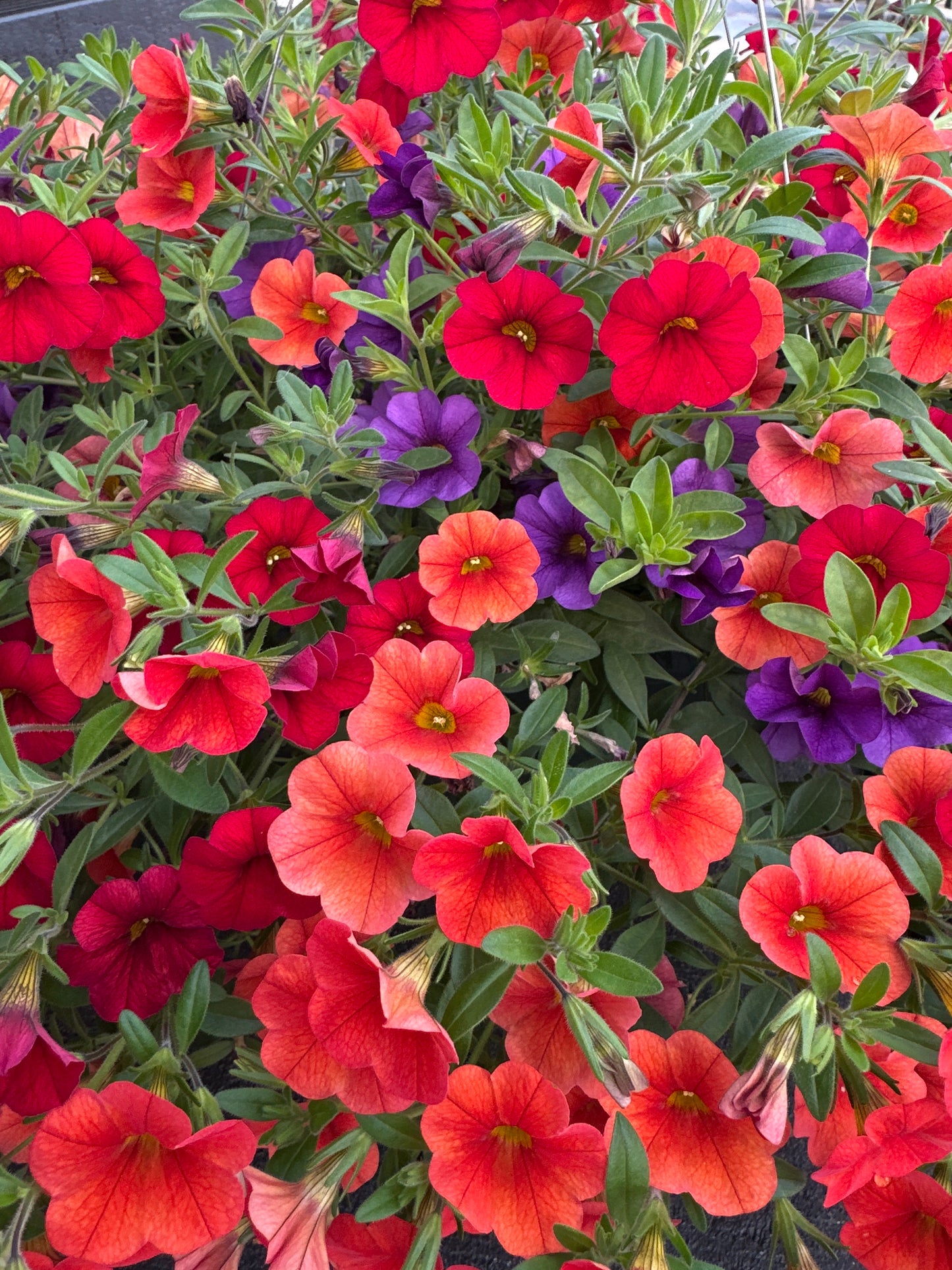 BASKET #89 - 12" HANGING BASKET