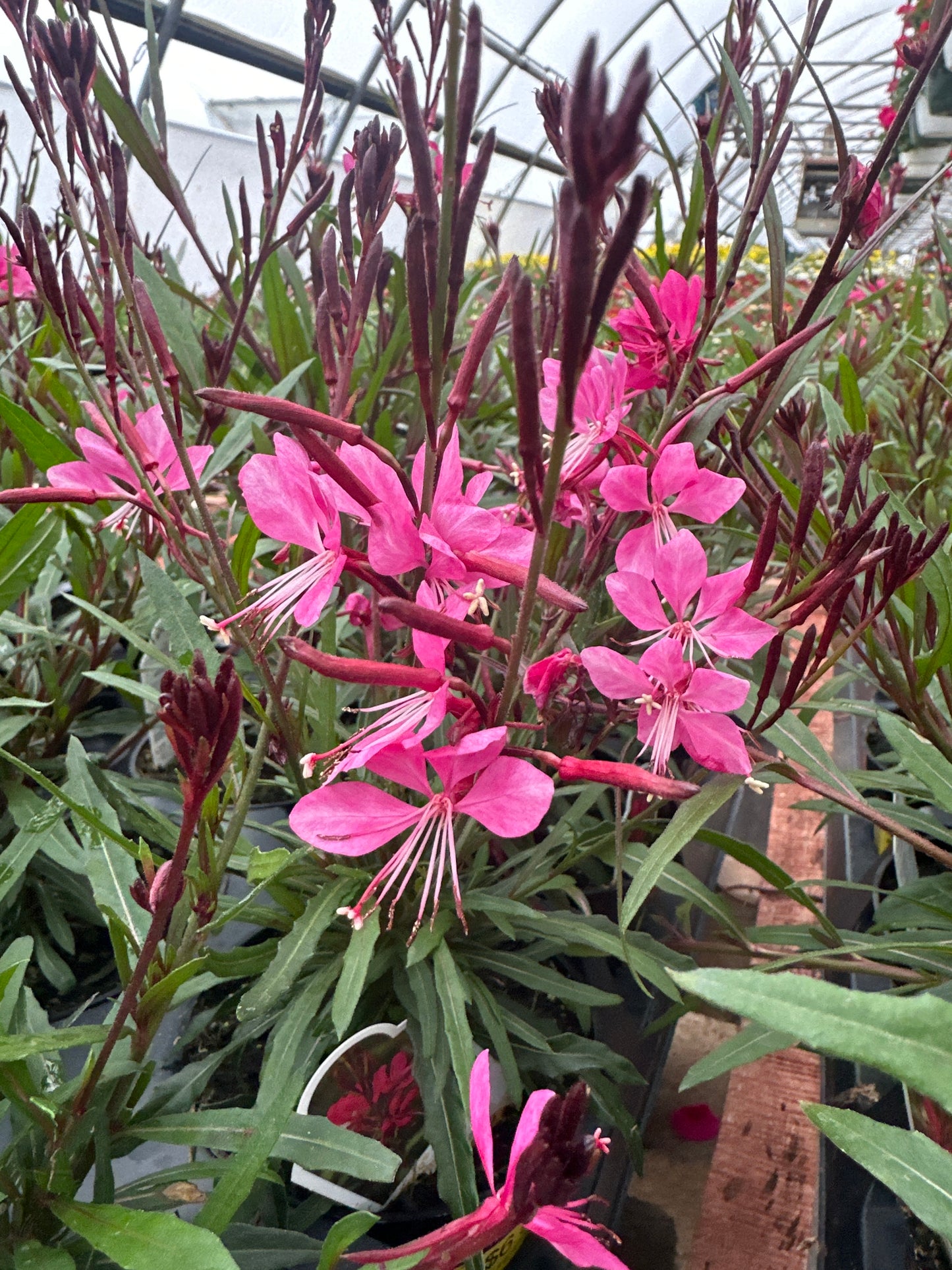 GAURA BELLEZA DARK PINK - 4'' POT