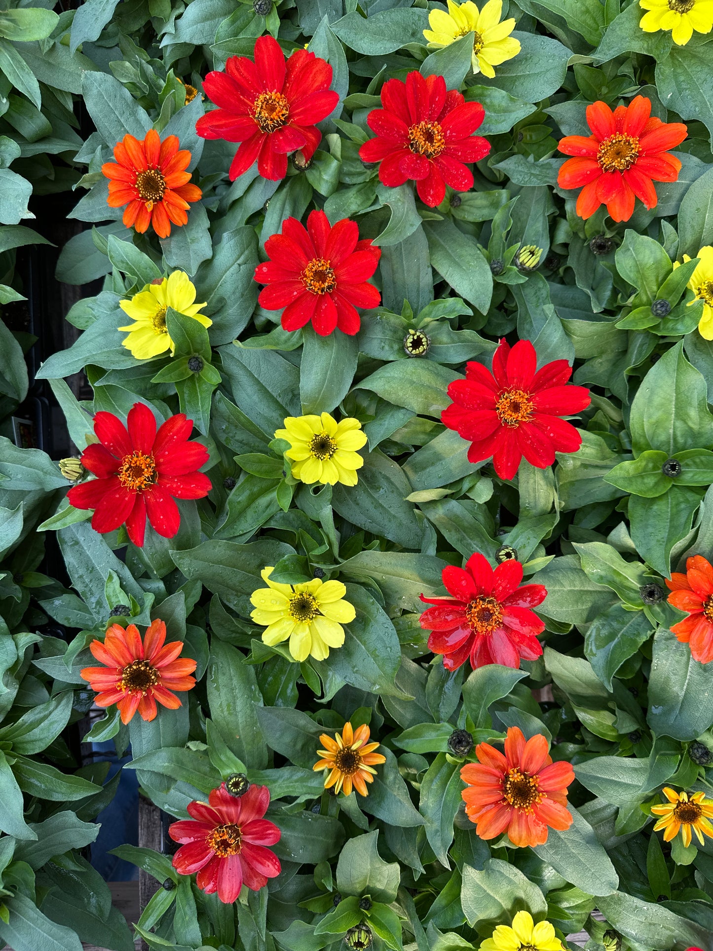 ZINNIA ZAHARA BONFIRE MIX - JUMBO 6 PACK