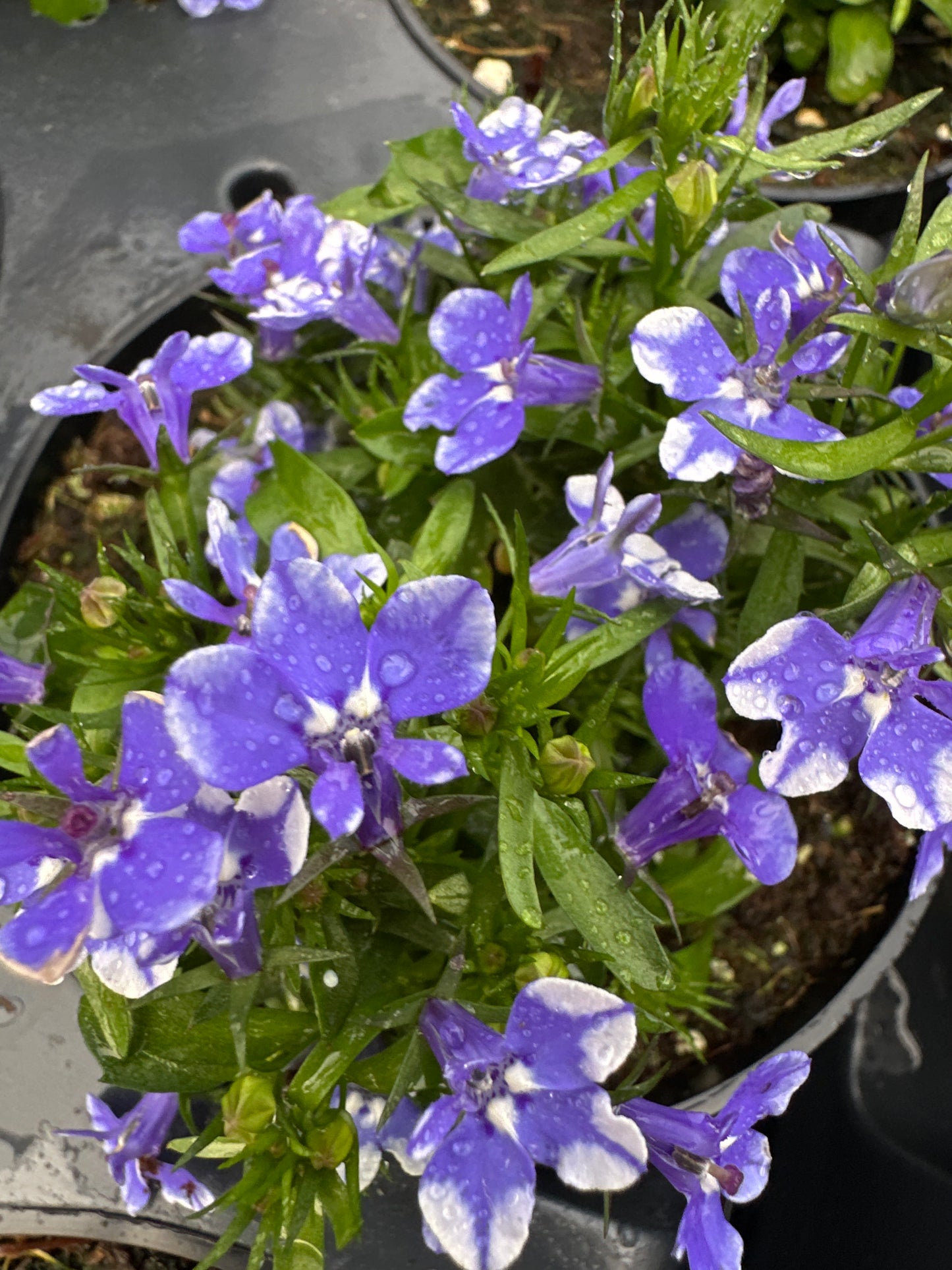 LOBELIA MAGADI COMPACT BLUE BAY - 4&quot; POT