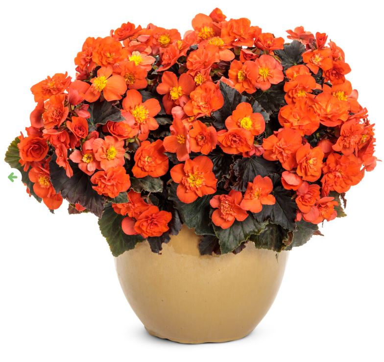 BEGONIA SOLENIAS CHOCOLATE ORANGE - 6.5" POT