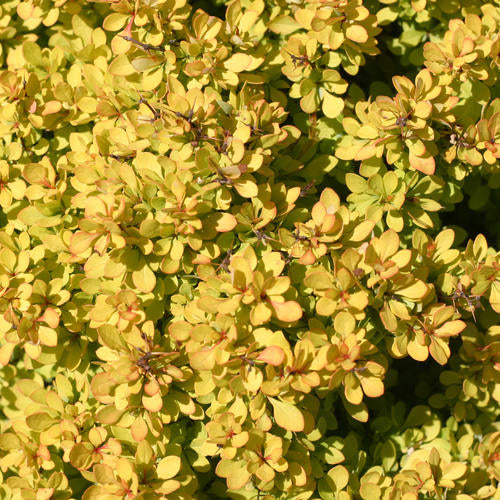 Berberis thun. 'Sunjoy® Mini Saffron'