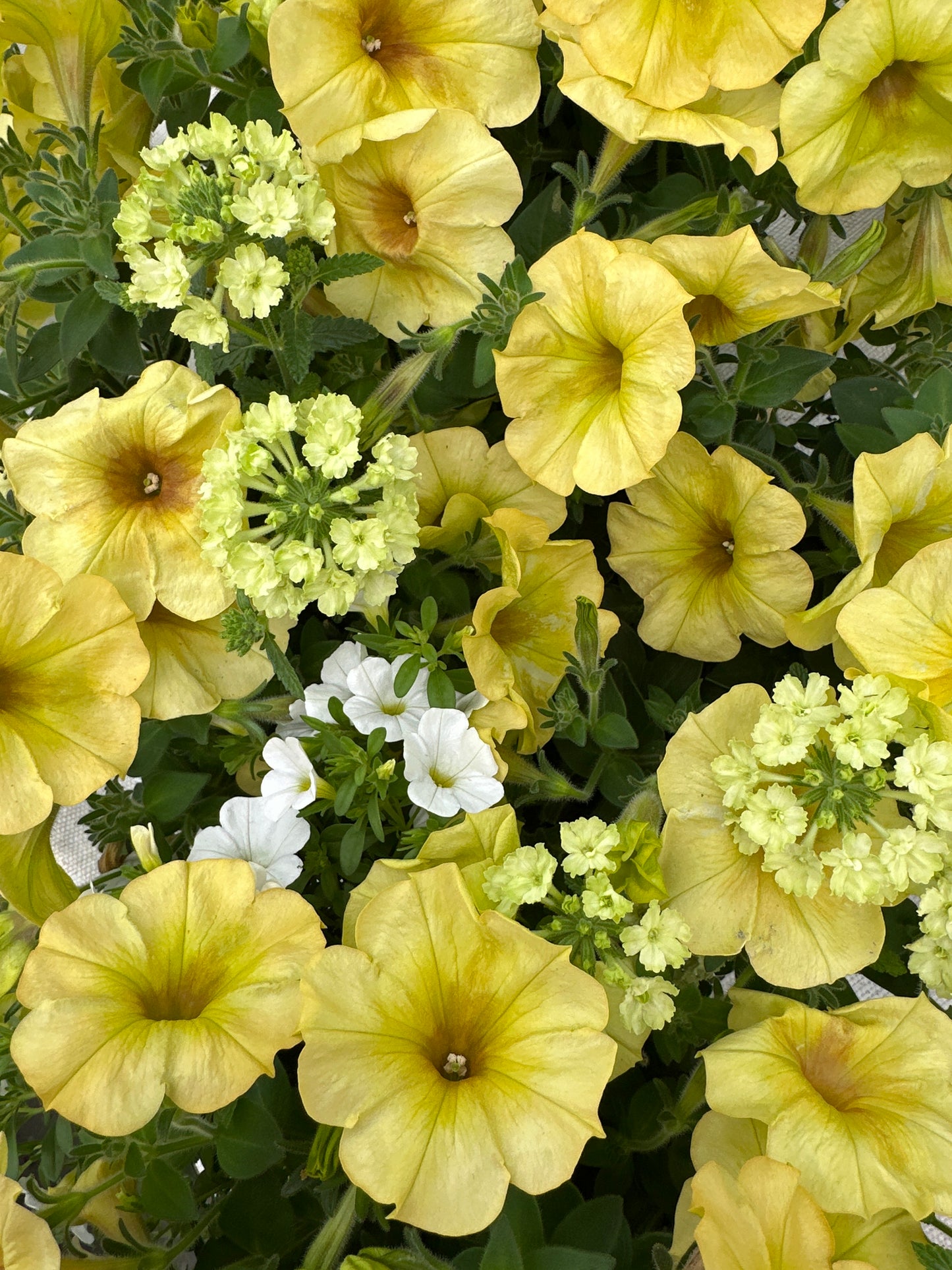 COMBO LEMON CHIFFON MIX - 6'' POT