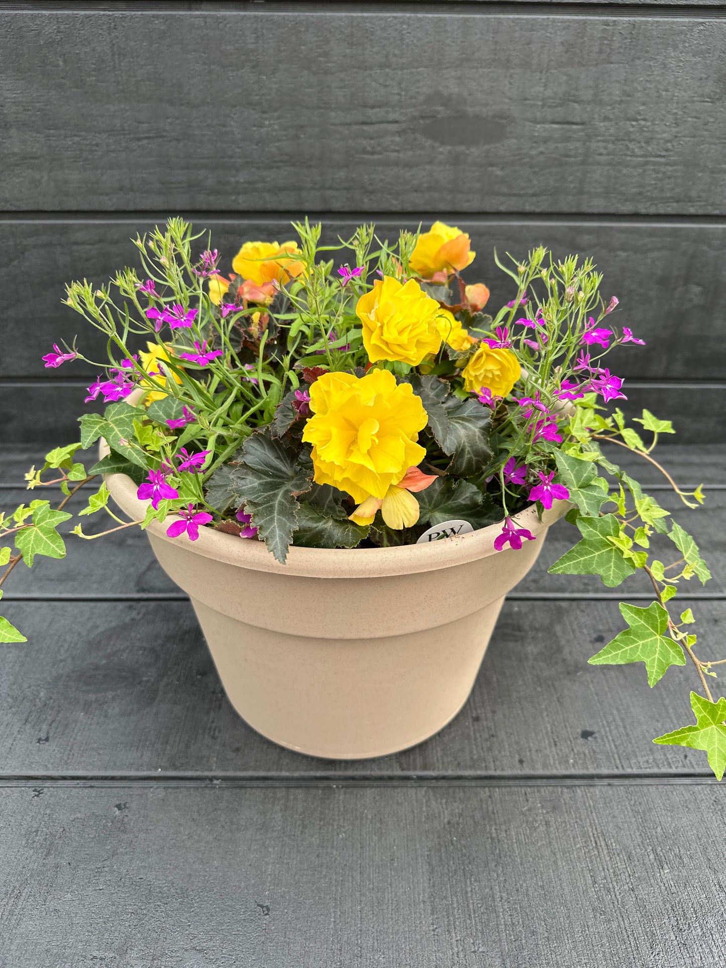 COMBO #50 - 12'' POT