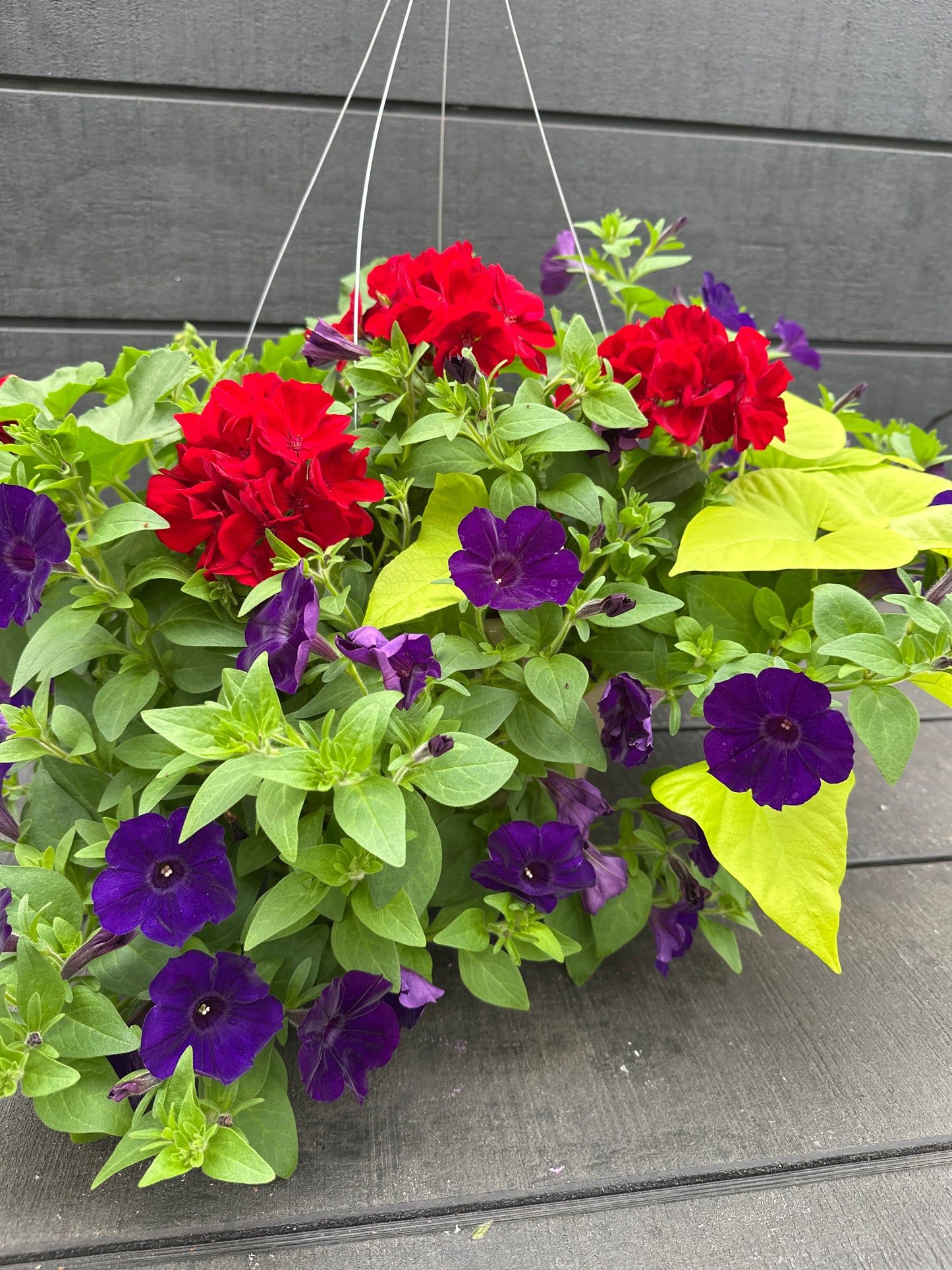 BASKET #67 - 12'' HANGING BASKET