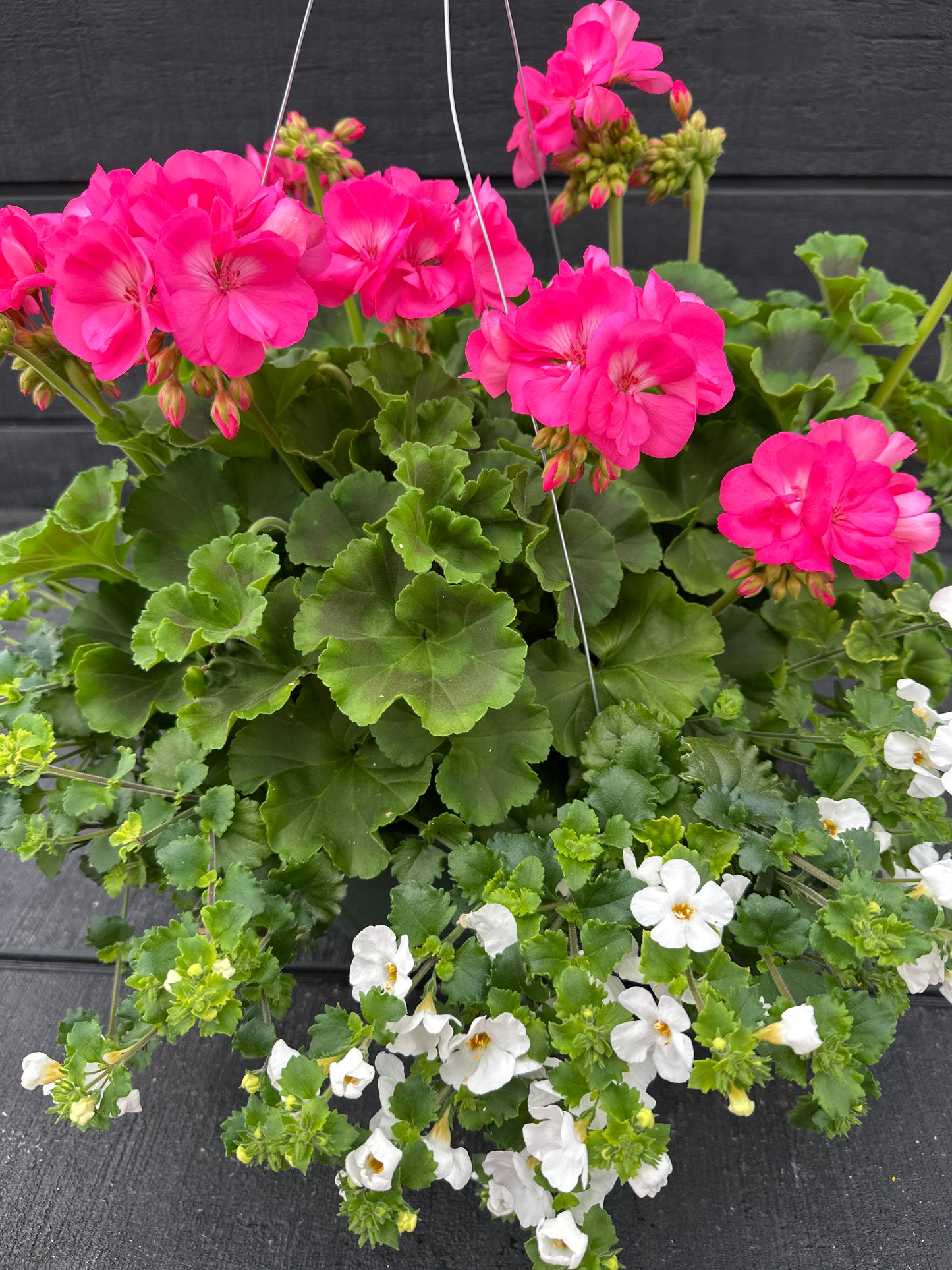 BASKET #41 - 10" HANGING BASKET