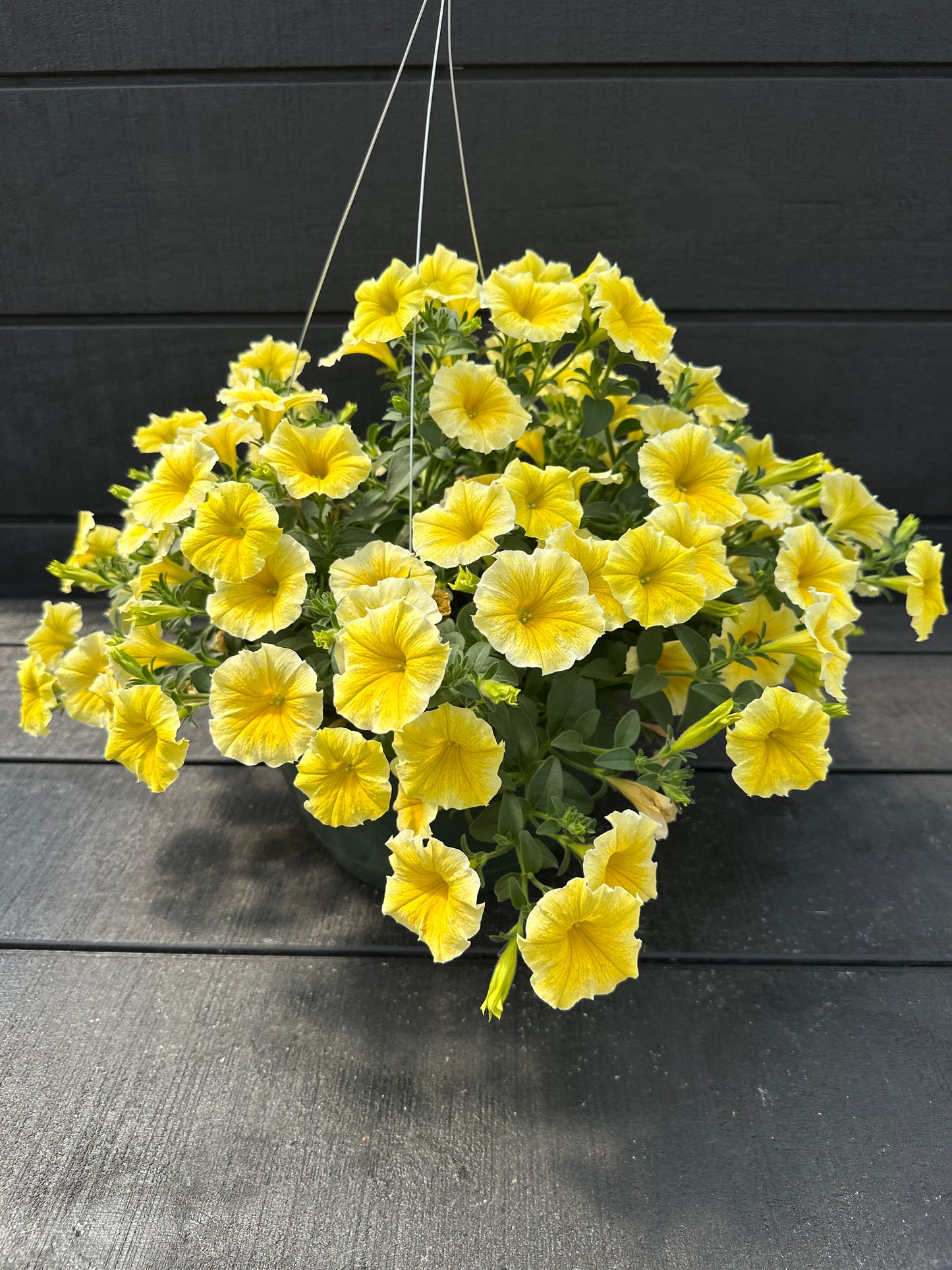 PETUNIA BEE'S KNEES - 10'' HANGING BASKET