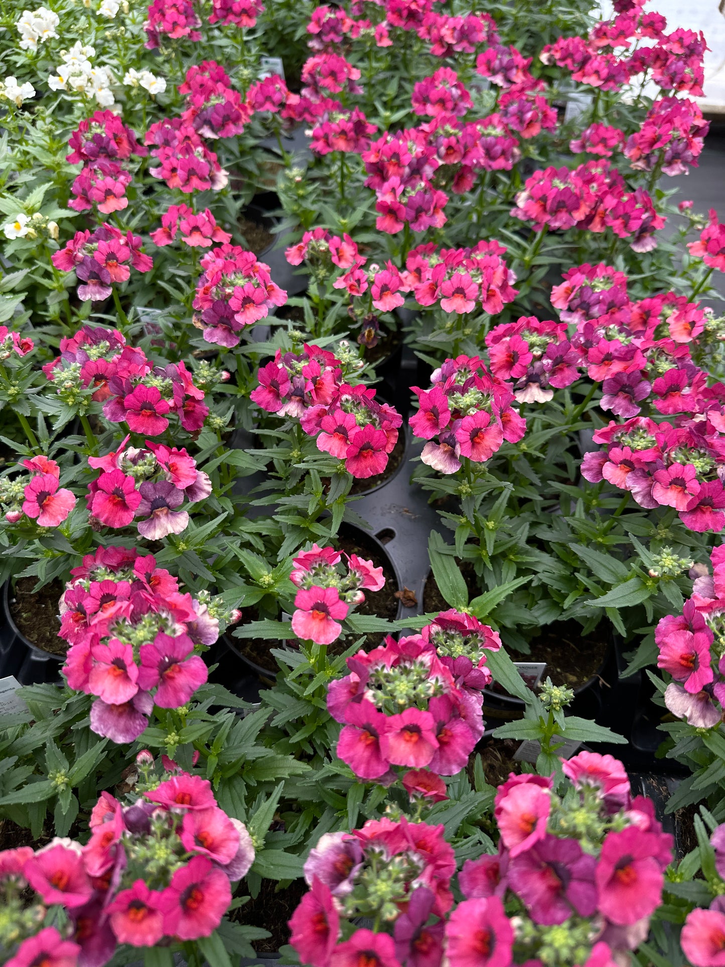 NEMESIA NESIA MAGENTA - 4" POT