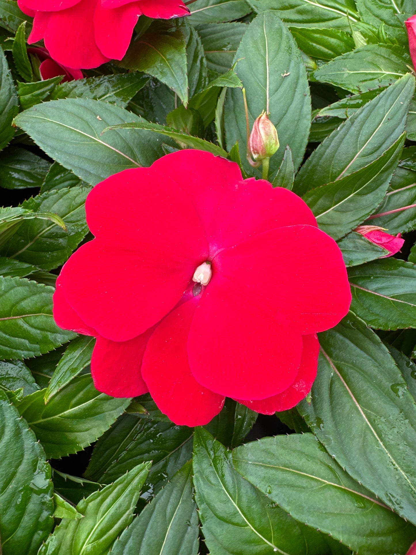 IMPATIENS SONIC RED - 4" POT