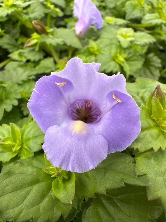TORENIA SUMMER WAVE BLUE - QUART POT