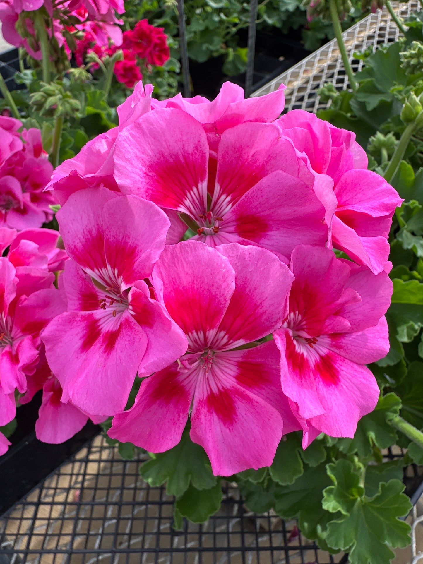GERANIUM DYNAMO PINK FLARE - 6" POT