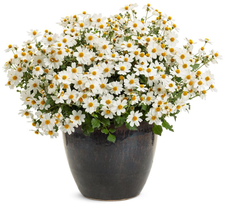 BIDENS CAMPFIRE MARSHMALLOW - QUART POT