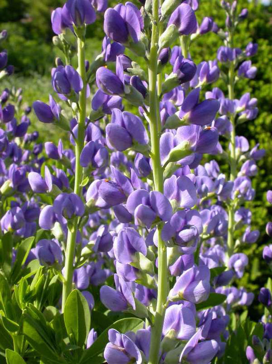 Baptisia australis (False Blue Indigo)