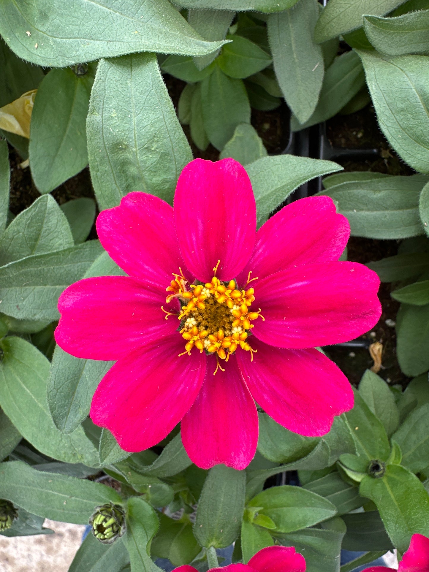 ZINNIA PROFUSION CHERRY - JUMBO 6 PACK