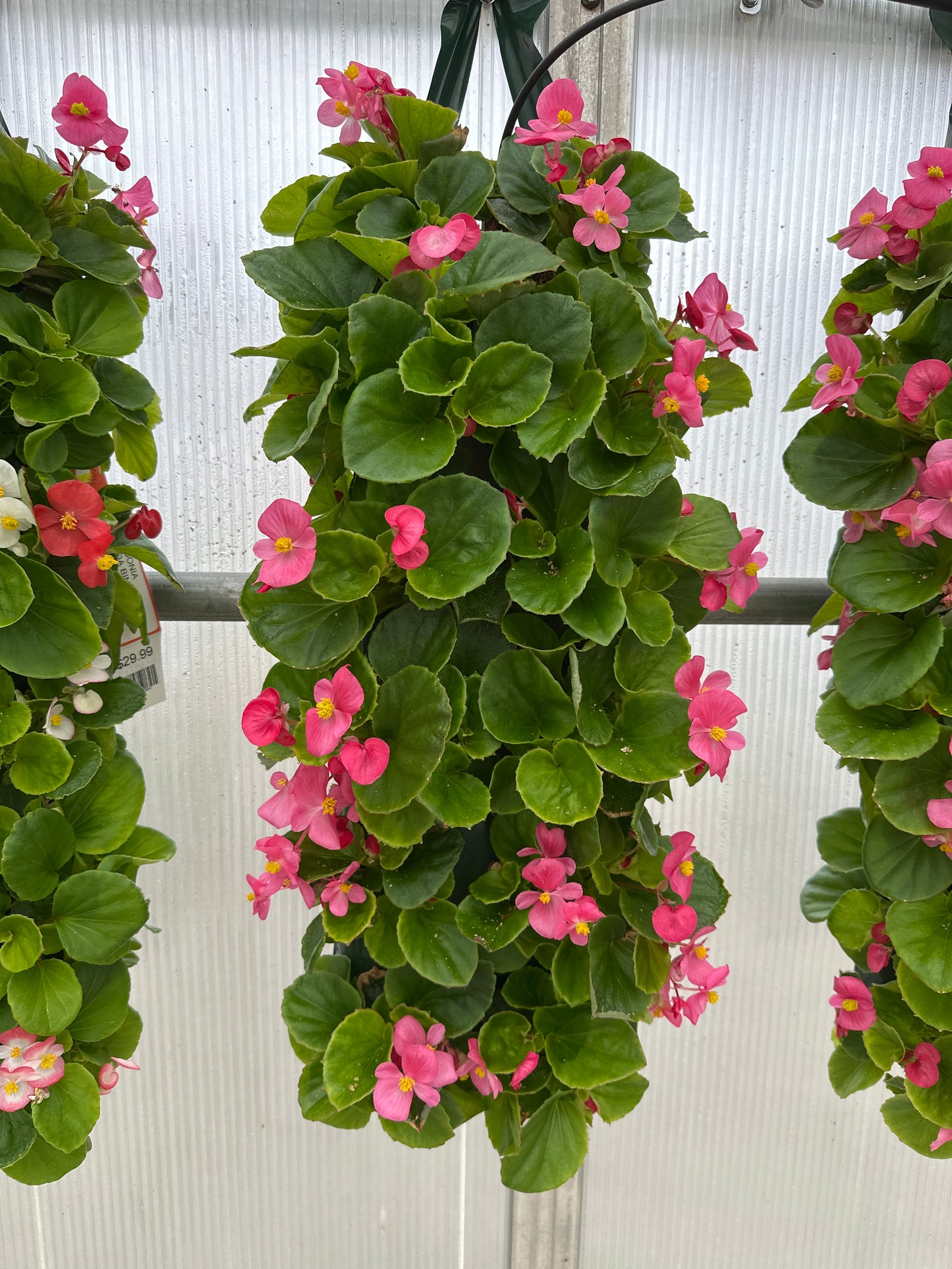 BEGONIA BADA BING ROSE - FLOWER BAG