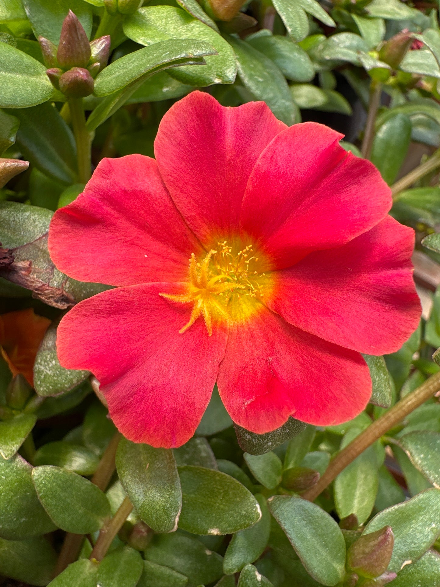PORTULACA MEGA PAZZAZ RED - 4" POT
