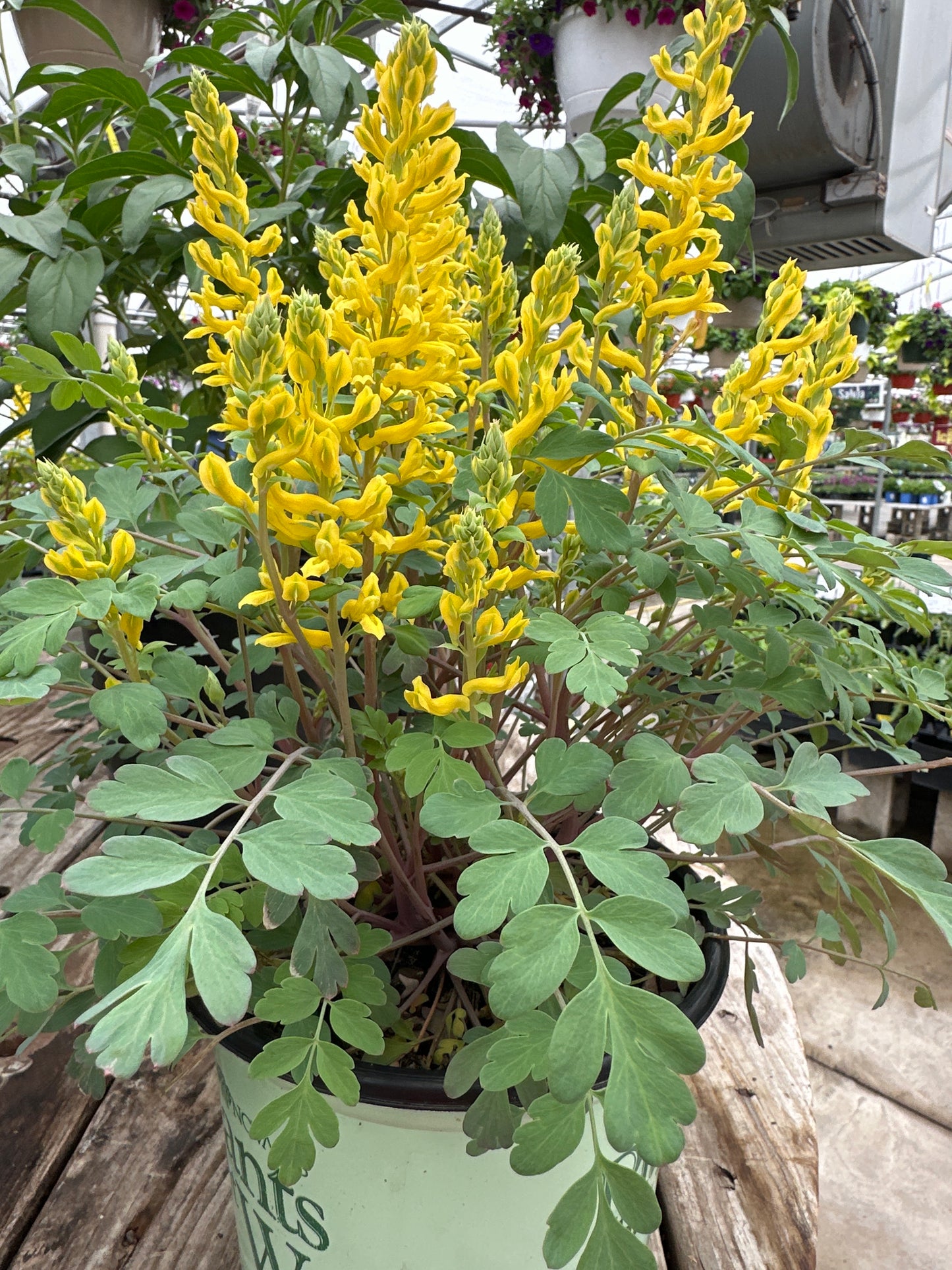 CORYDALIS 'CANARY FEATHERS'
