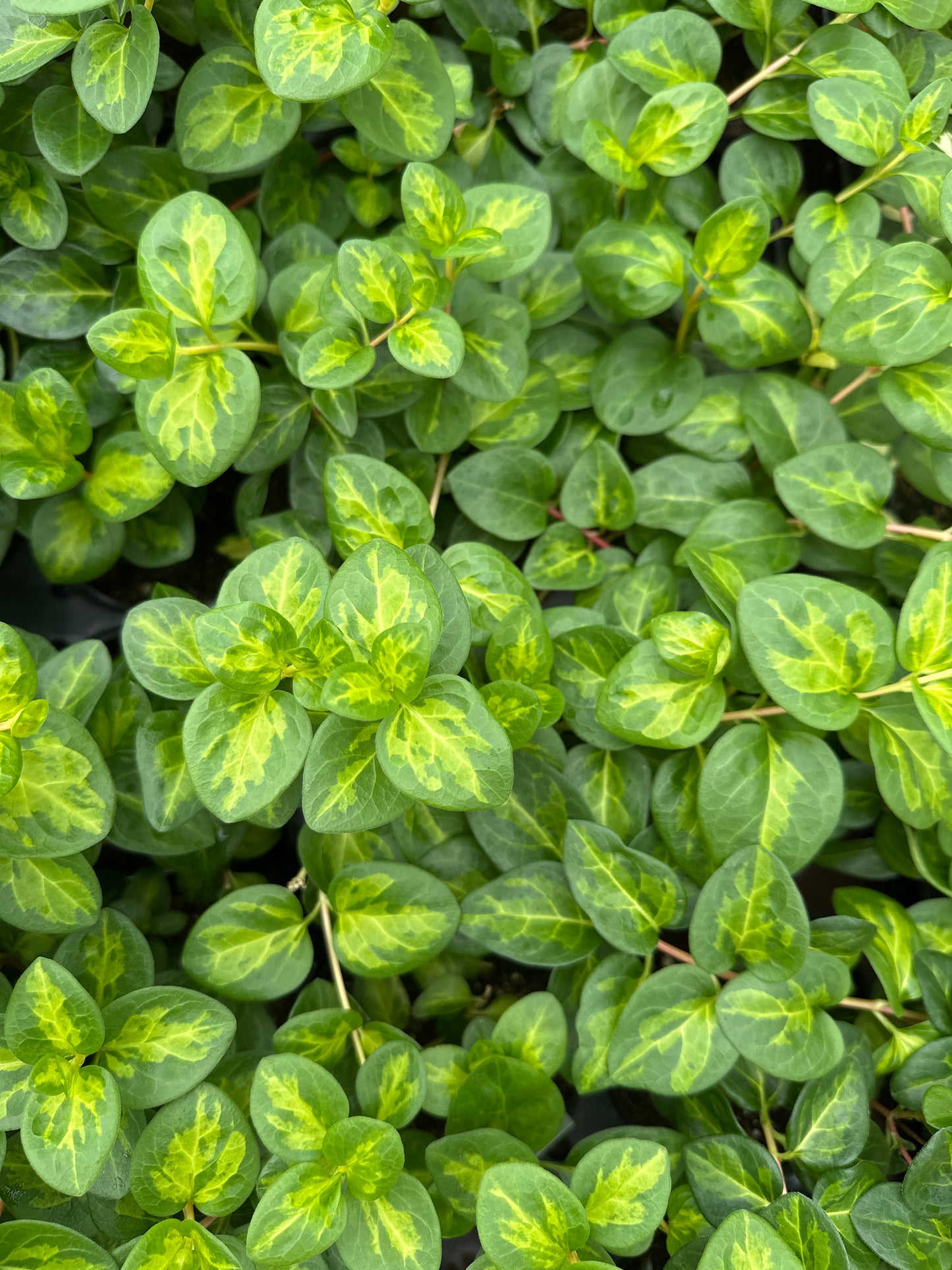 VINCA VINE MACULATA - 4'' POT