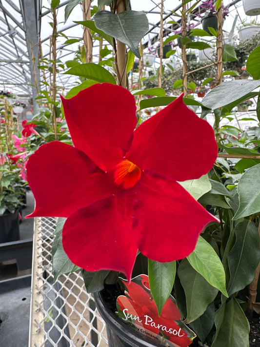MANDEVILLA SUN 'PARASOL CRIMSON'