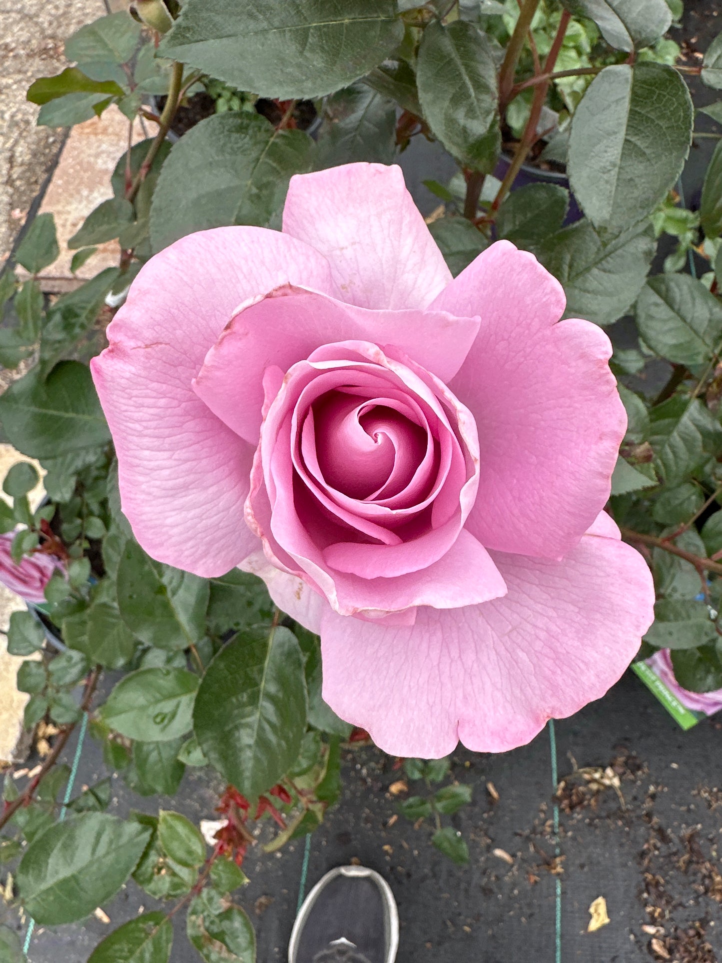 ROSE Le Petit Prince