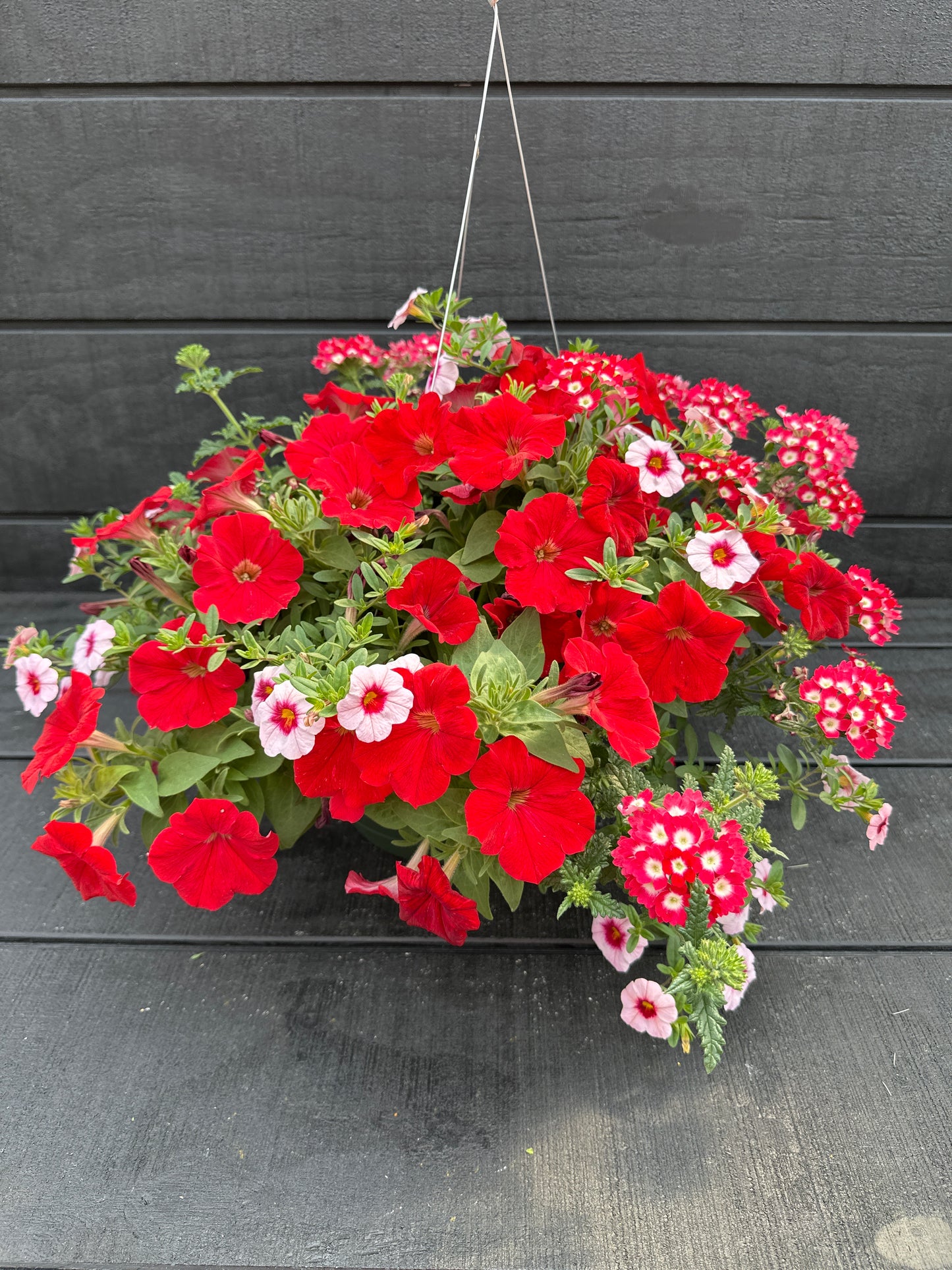 COMBO GEISHA GIRL - 10" HANGING BASKET