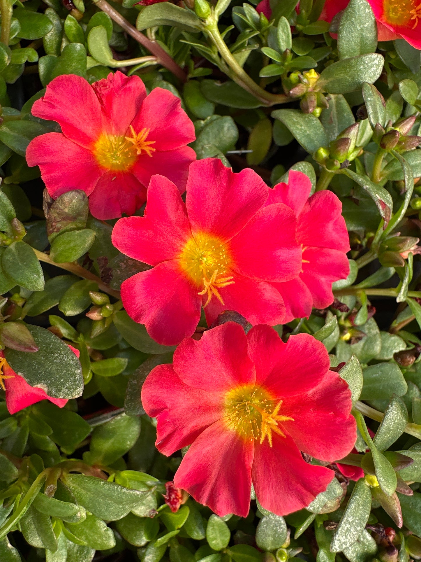 PORTULACA MEGA PAZZAZ RED - 4" POT
