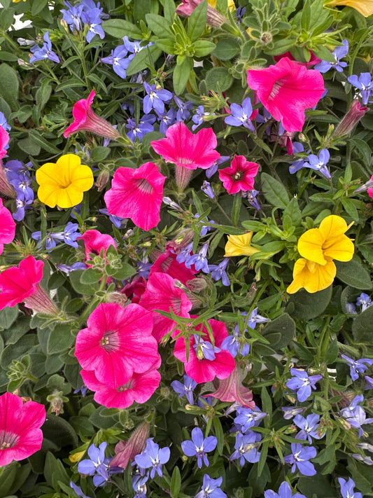 COMBO PINK LEMONADE - 6" POT