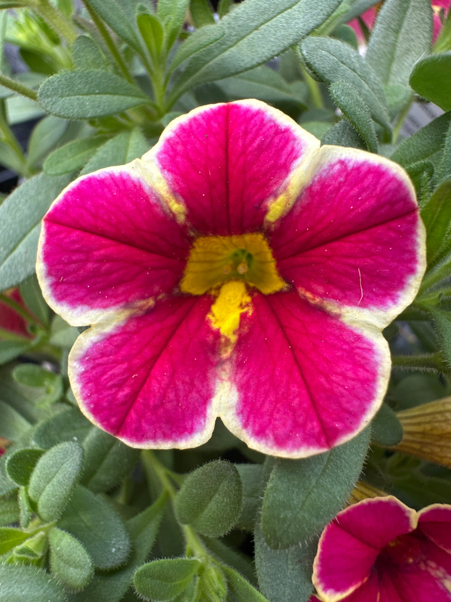 CALIBRACHOA SUPERBELLS CARDINAL STAR - QUART POT