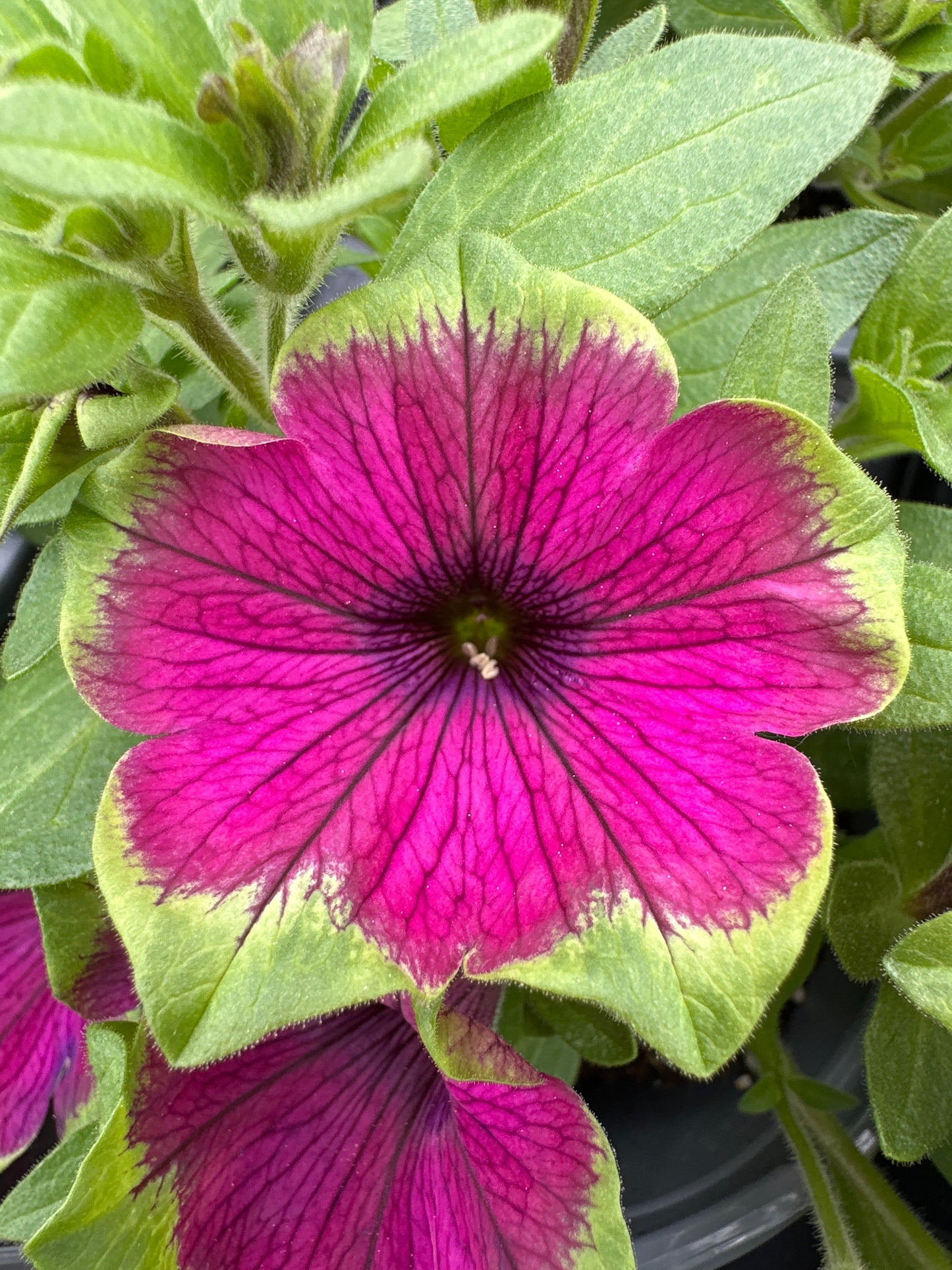PETUNIA SUPERTUNIA PICASSO IN PURPLE - QUART POT