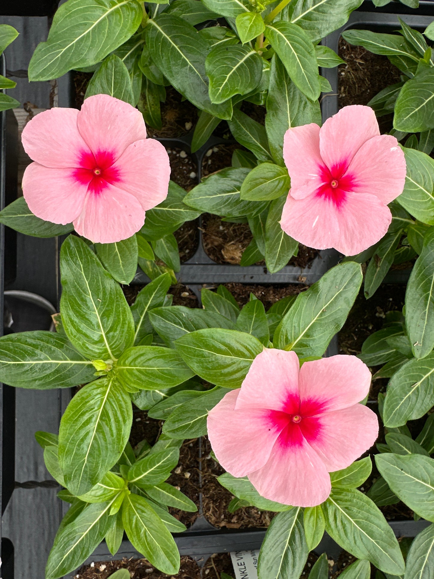 PERIWINKLE VINCA CORA XDR APRICOT - FLAT OF 32 PLANTS