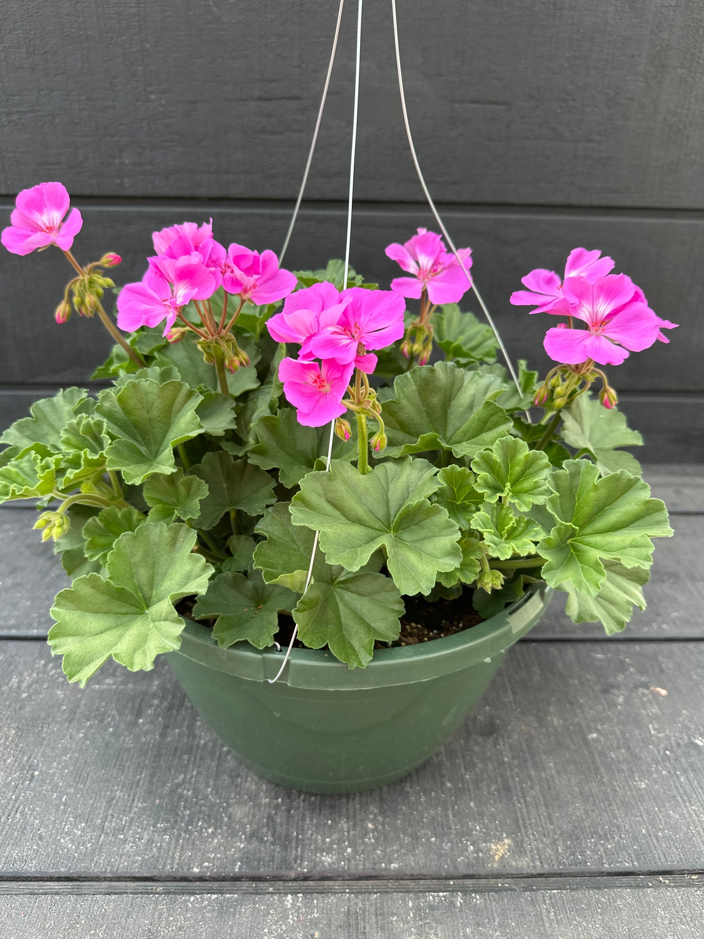 GERANIUM FANTASIA SHOCKING BLUE - 10'' HANGING BASKET