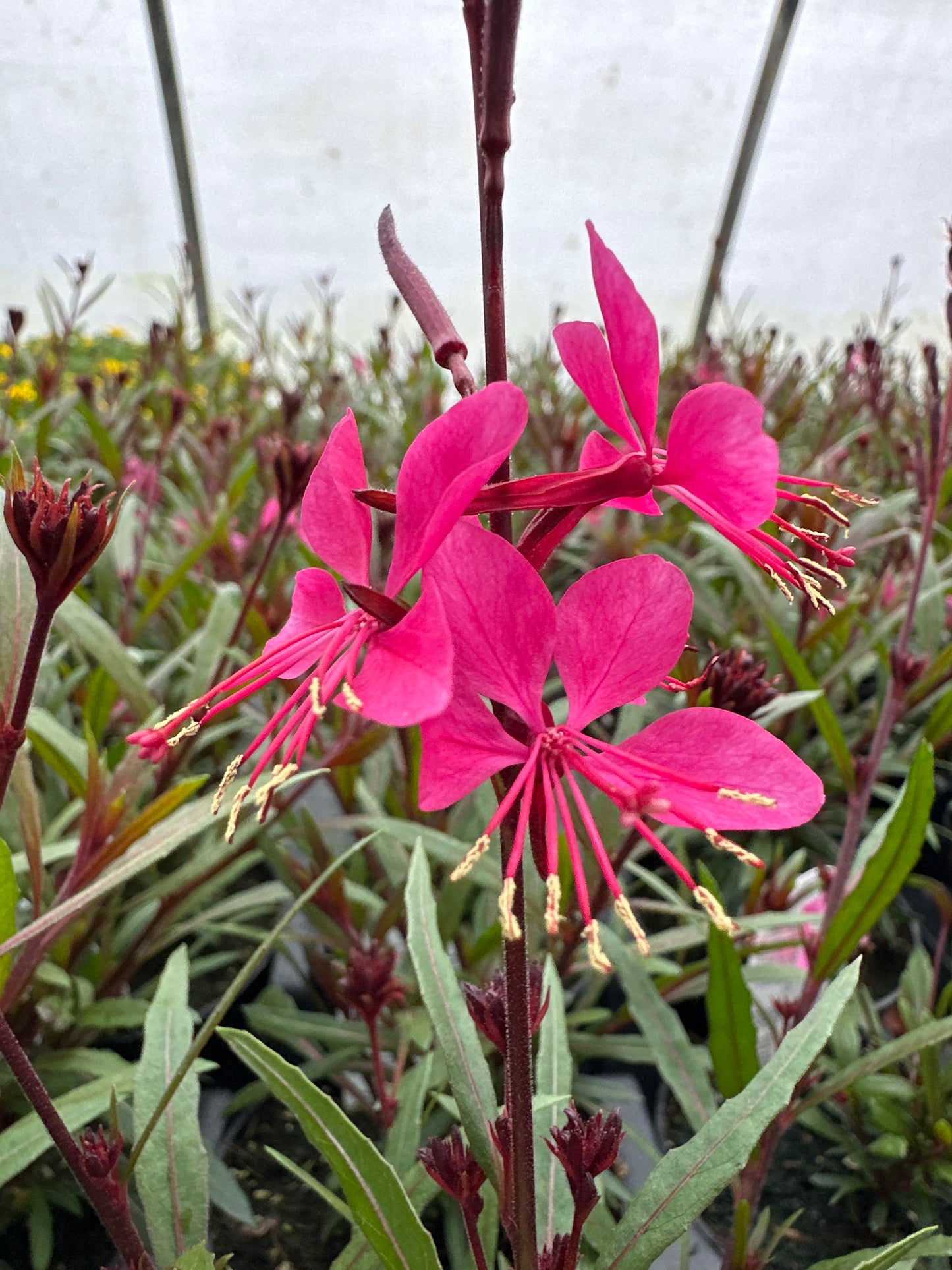 GAURA BELLEZA DARK PINK - 4'' POT