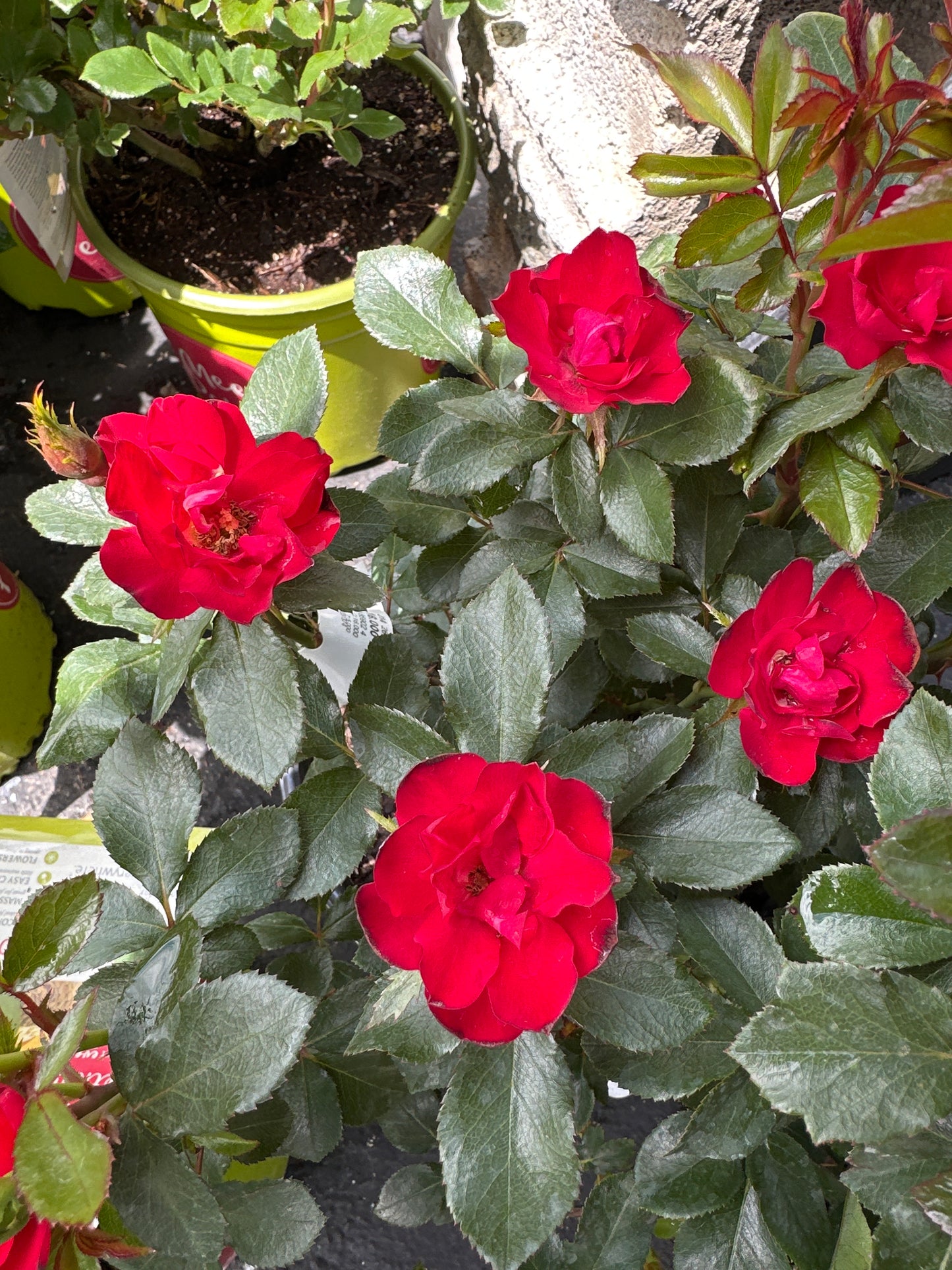 Rosa  'Meibenbino' Petite Knock Out®