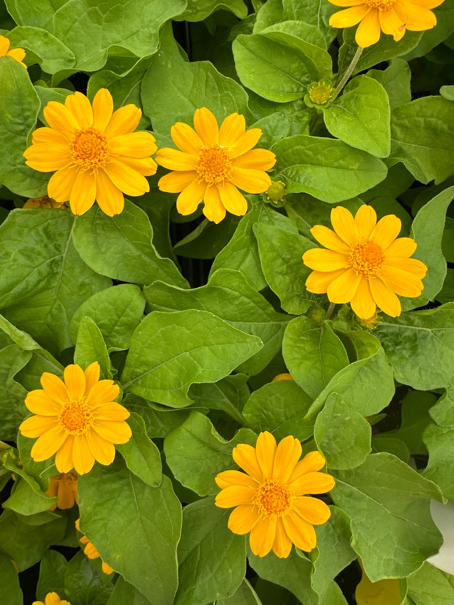 MELAMPODIUM JACKPOT GOLD - 4" POT