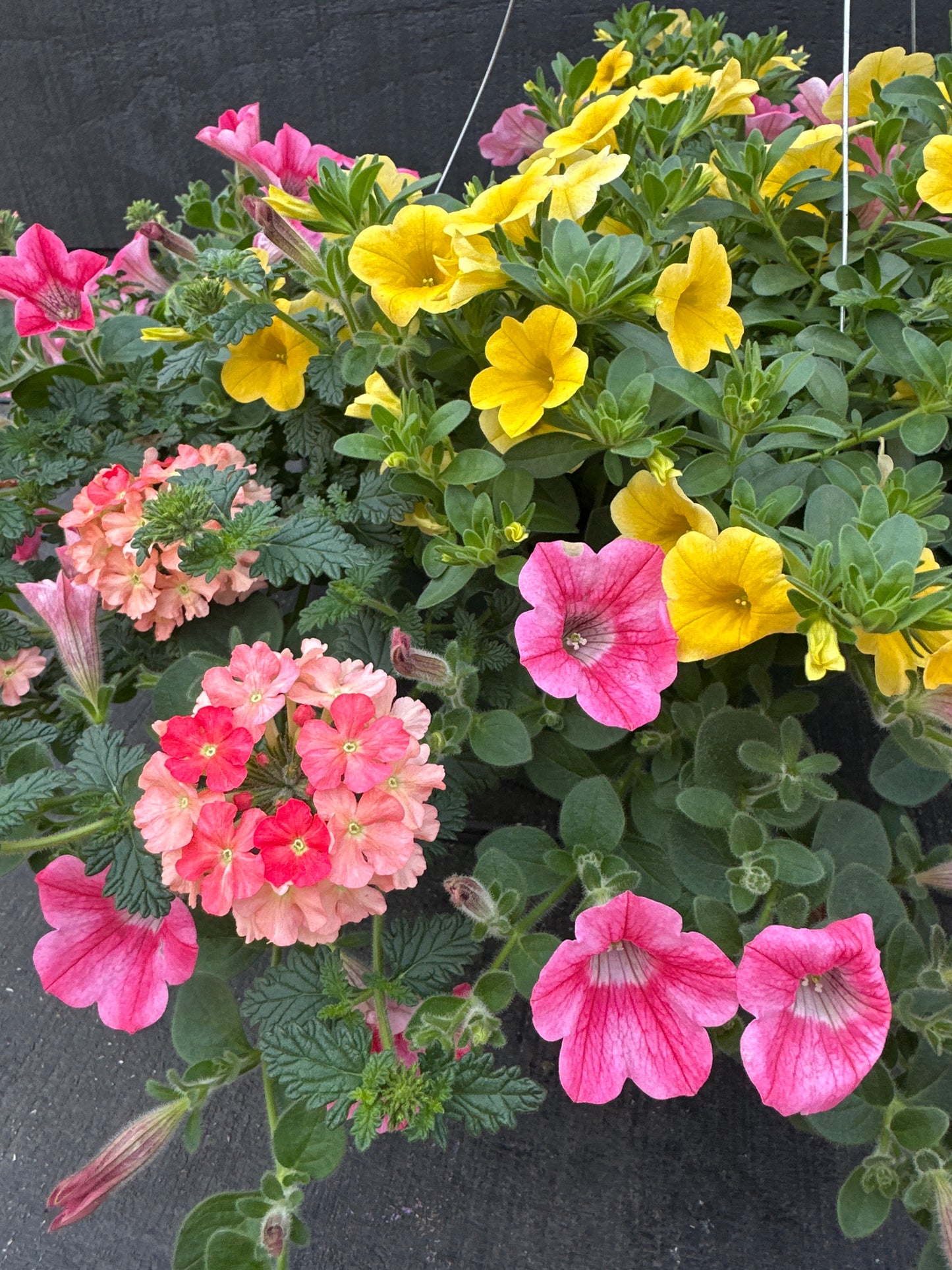 COMBO BEACH BUM - 10'' HANGING BASKET