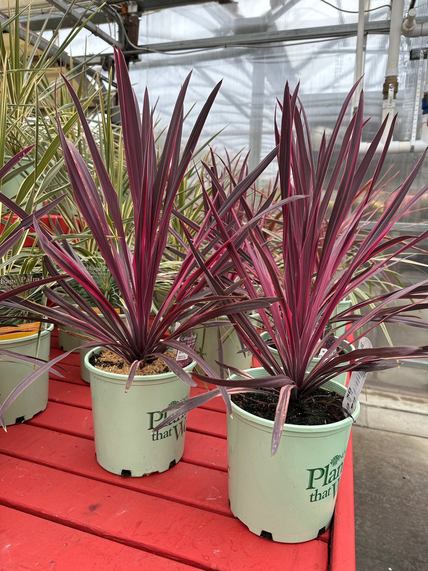 CORDYLINE 'PASO DOBLE'