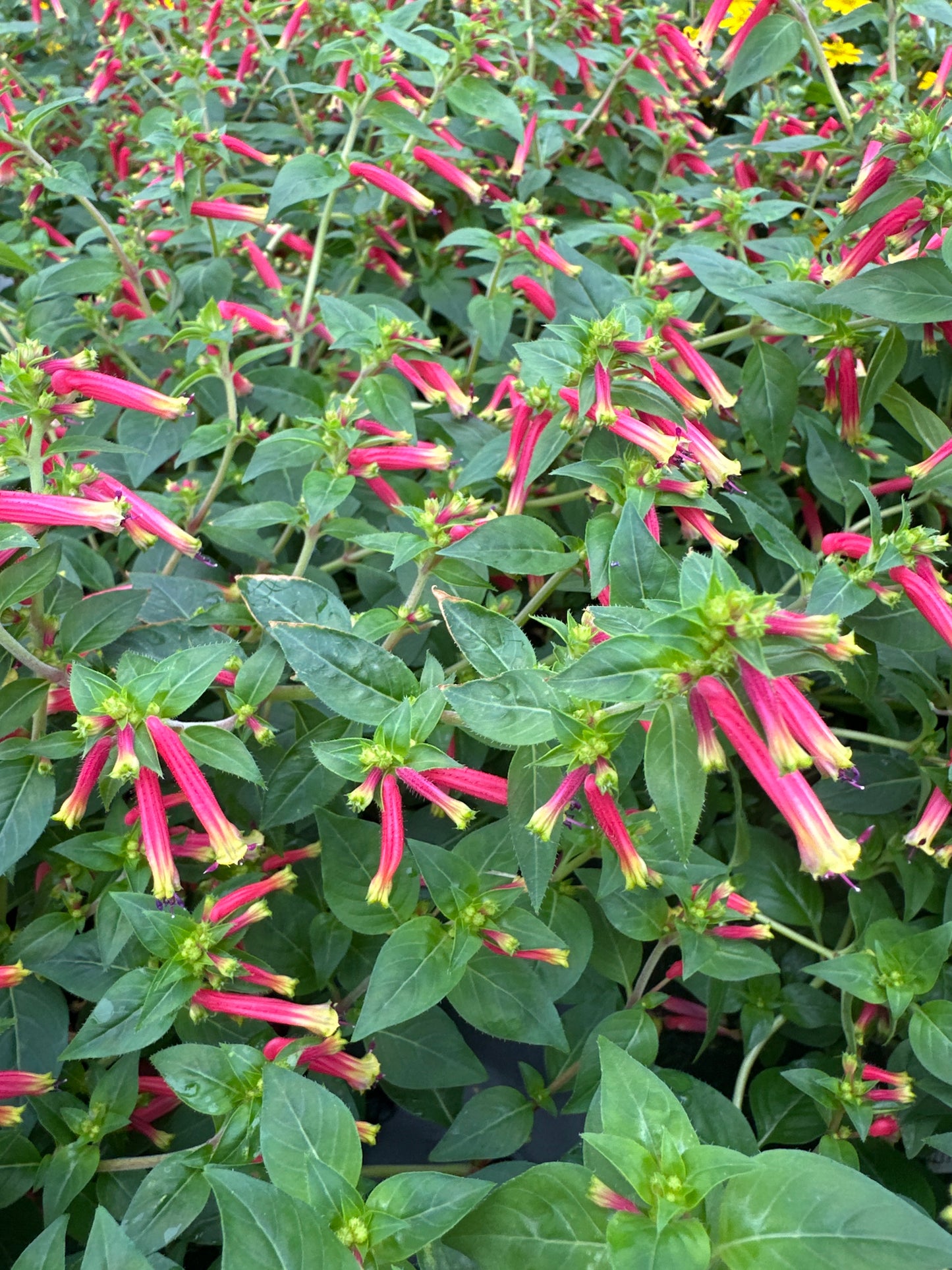CUPHEA HONEYBELLS - 4" POT