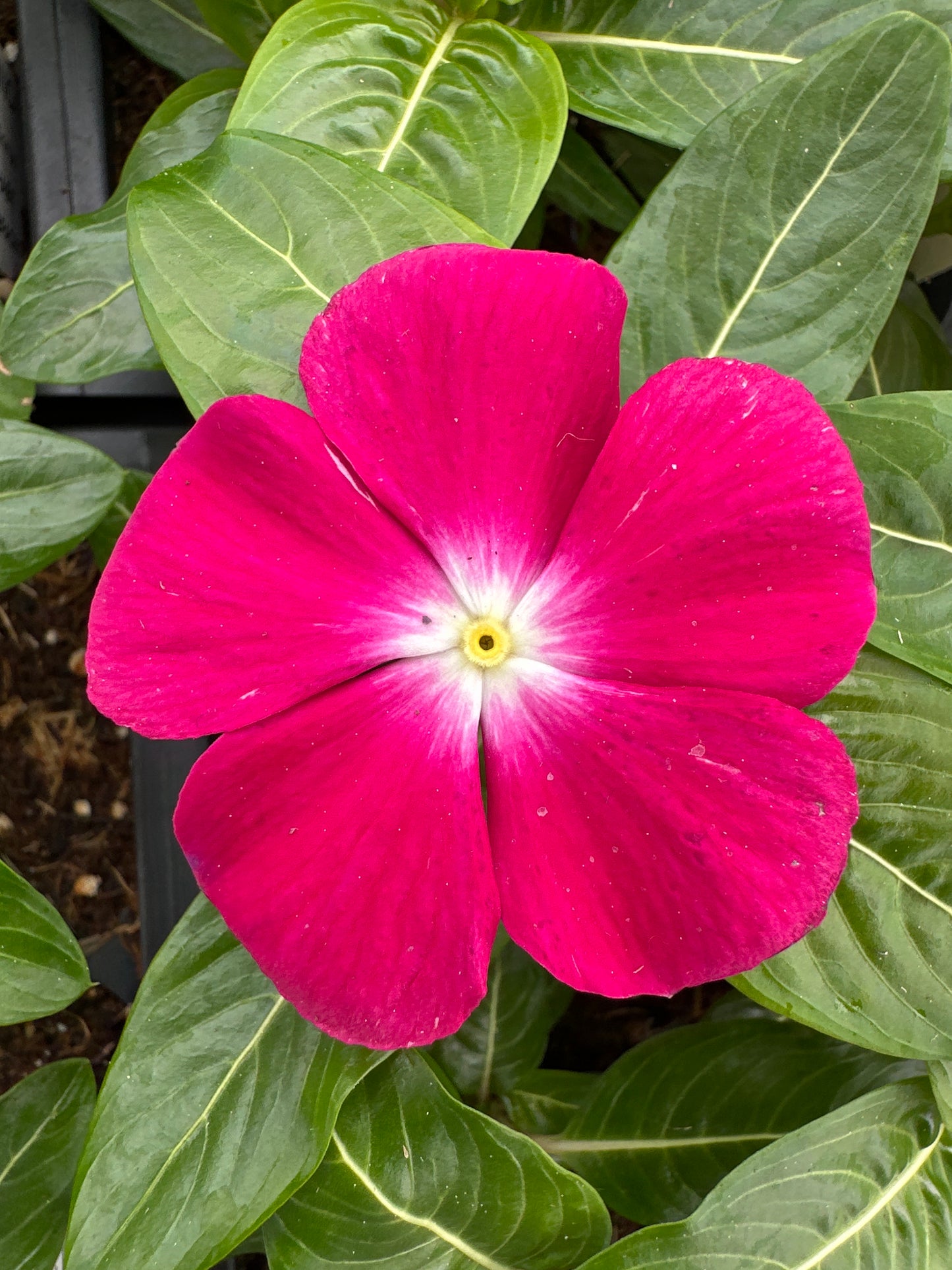 PERIWINKLE VINCA CORA XDR CRANBERRY - FLAT OF 32 PLANTS