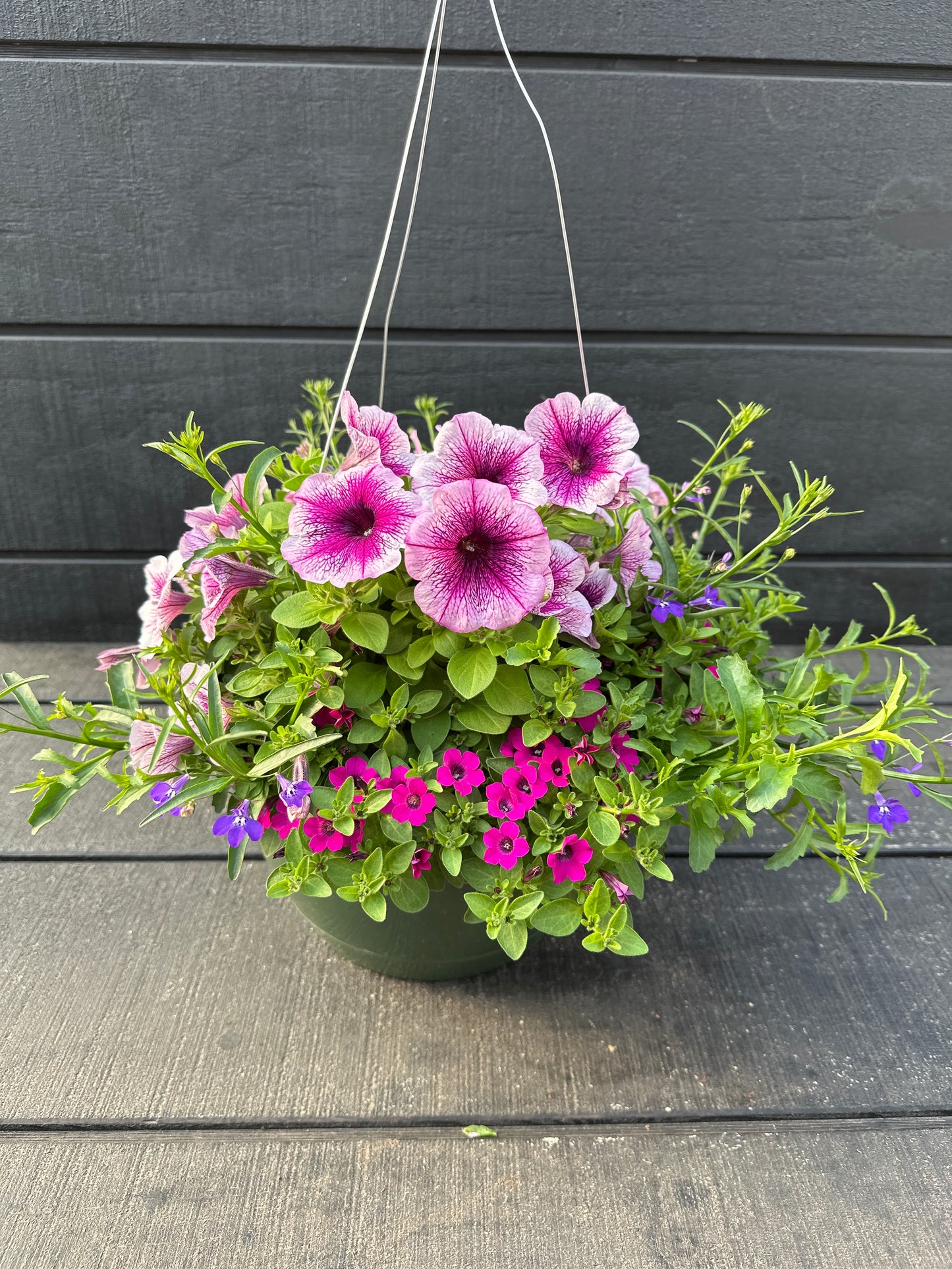 COMBO VIOLET RIOT - 10'' HANGING BASKET