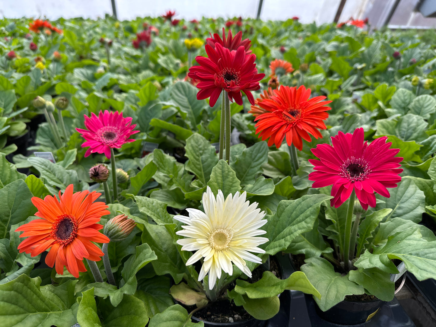 GERBERA FLORI LINE MAXI MIX - 4'' POT